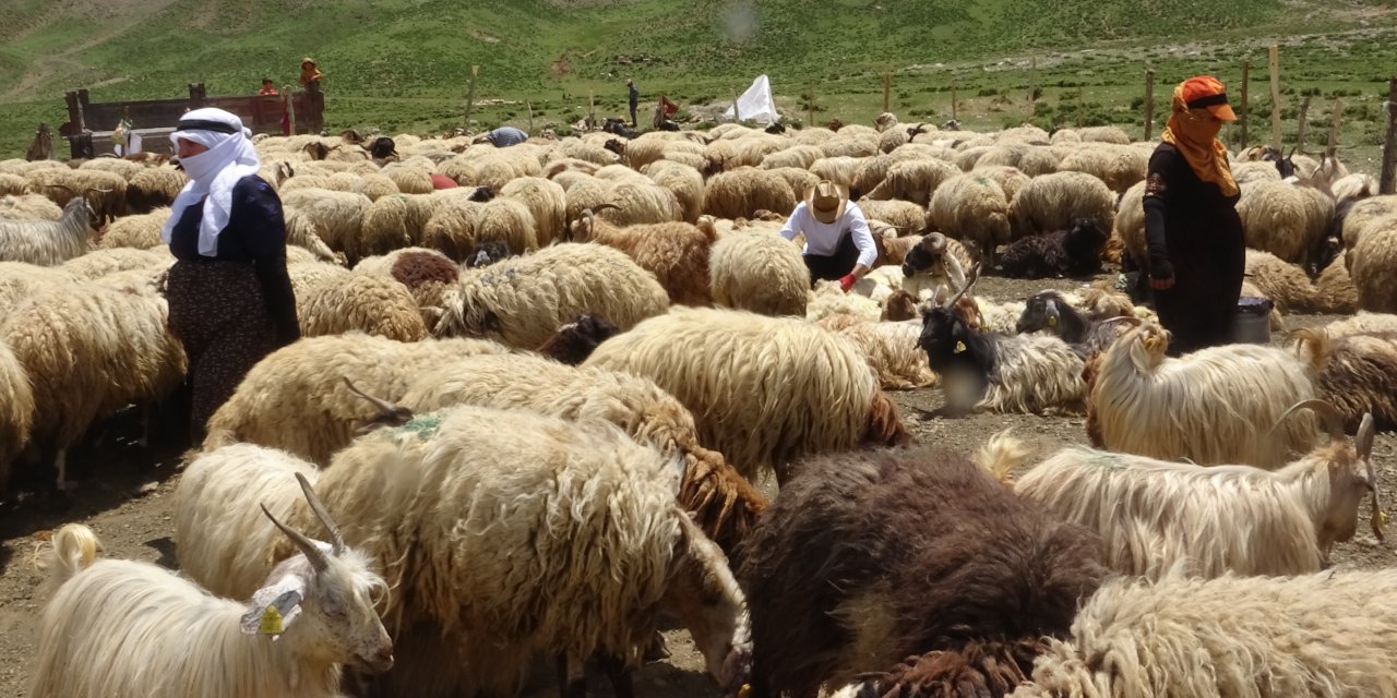 Yüksekova'da berivanların yayla mesaisi başladı
