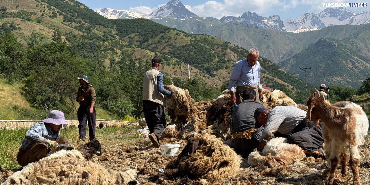 Şemdinli’de koyun kırkma sezonu başladı
