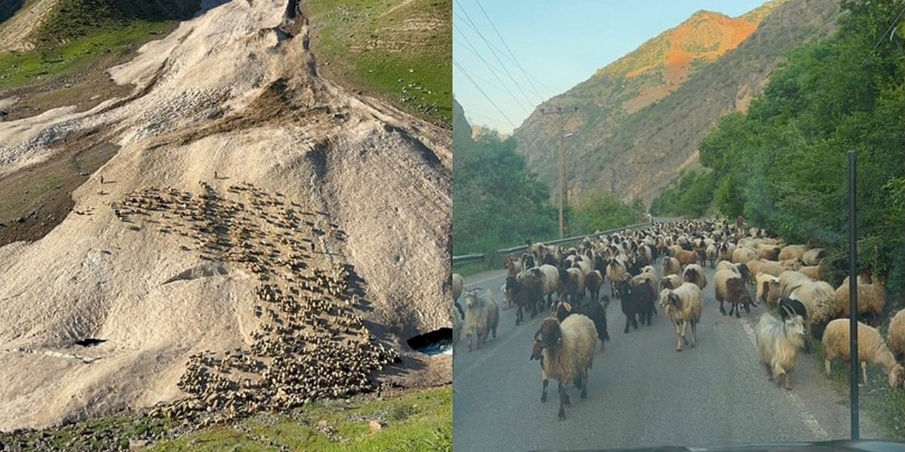 Hakkari’de yayla sezonu gecikmeli başladı