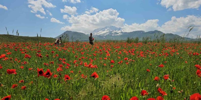Gelincik ve karın büyüleyici buluşması