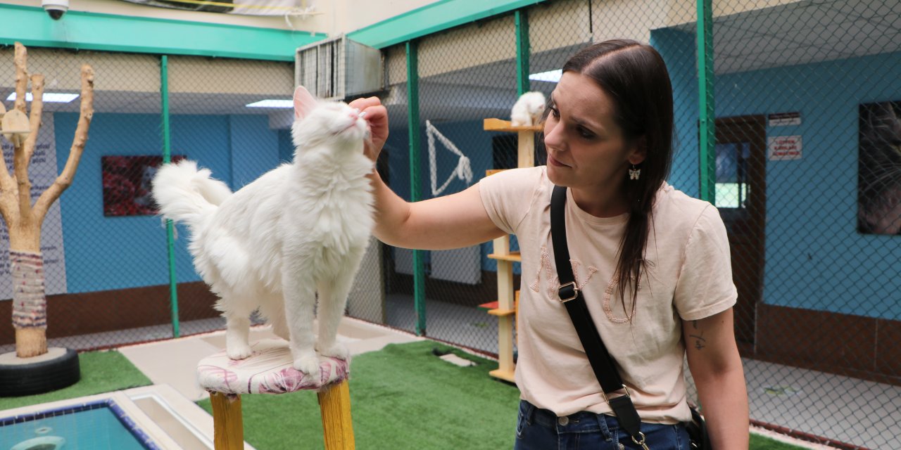 Van Kedi Villası'nda ilk dönem doğumlarda 100 yavru dünyaya geldi