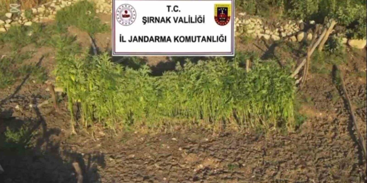 Şırnak merkezli 3 ilde uyuşturucu operasyonu: 5 gözaltı
