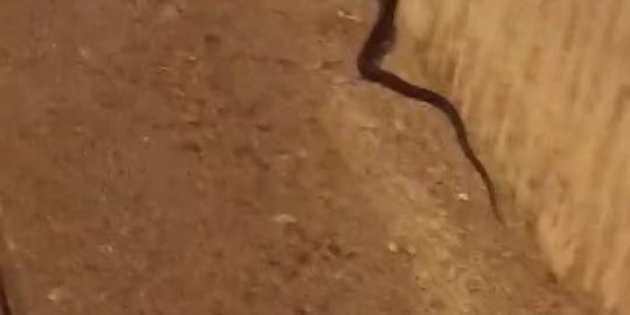 Diyarbakır’da 2 metrelik yılan paniği