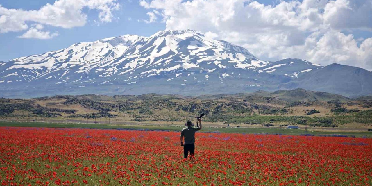 Gülistan Ovası gelinciklerle süslendi