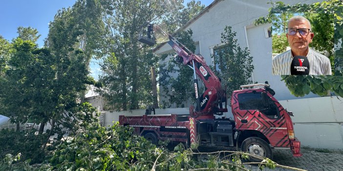 Polen şikâyetleri arttı, belediye çalışmalarını hızlandırdı