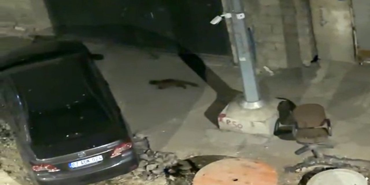 Yüksekova’da gece yarısı yiyecek arayan sarsar kameralara yakalandı