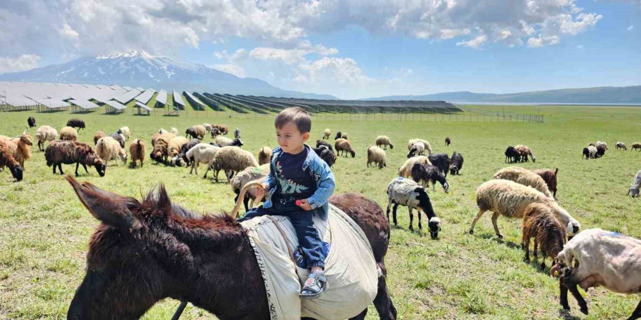 Adilcevaz’da yaylacıların yaz mesaisi sürüyor