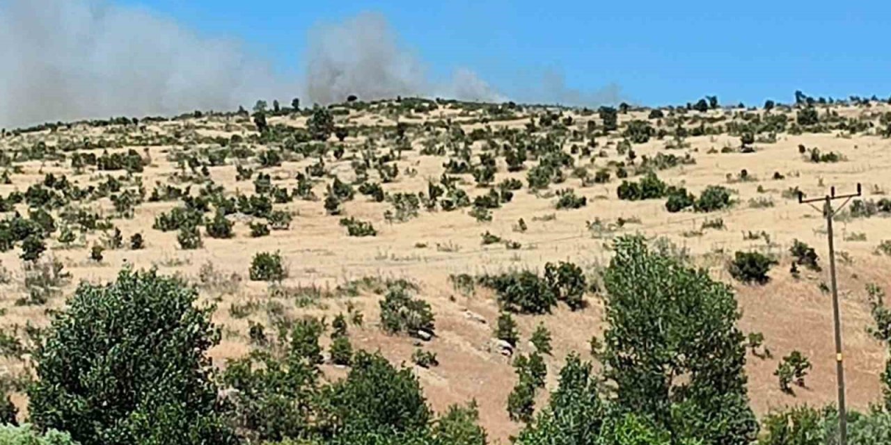 Dicle’de ağaçlık alanda yangın çıktı