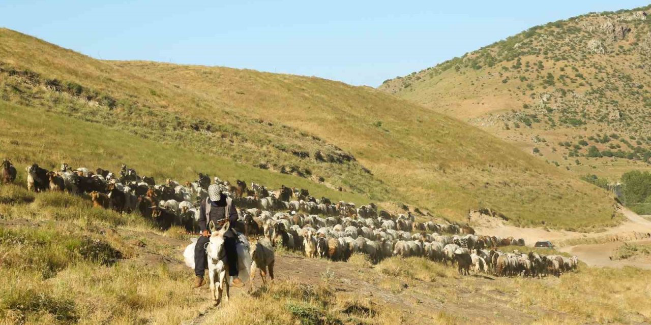 Sürülerin tozlu yayla yolculuğu eşsiz manzaralar oluşturdu