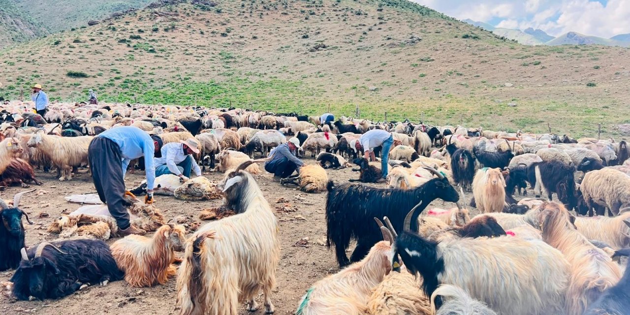 Büyükçiftlik'te asırlık koyun kırkma geleneği yaşatılıyor