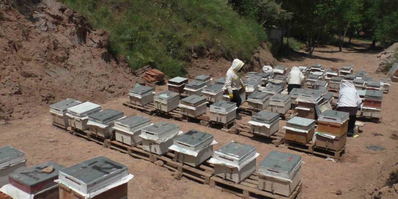 Gelin ve görümce 5 kovanla başladı, 100 kovana ulaştı