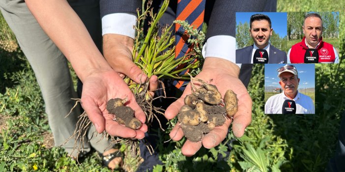 Yüksekova'da kilosu 15 bin TL olan salepte verim yüzde 50 arttı