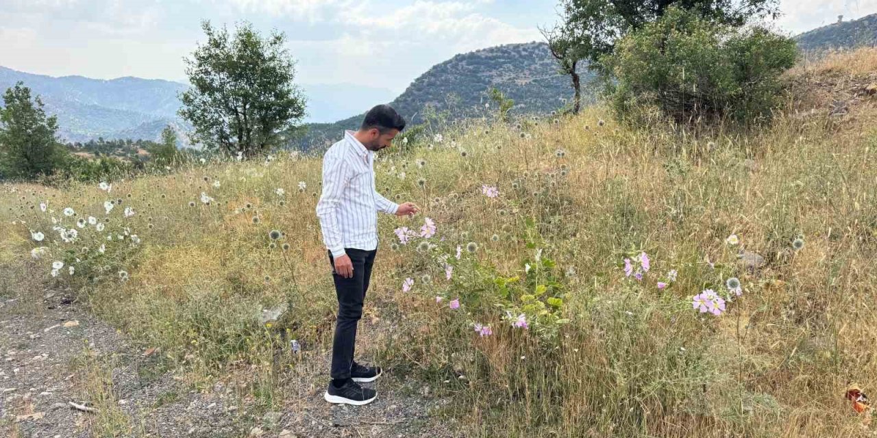 Şırnak’ta çekirge istilası