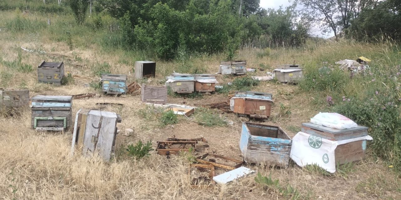 Şemdinli'de ayı saldırısı: 30 kovandan sadece 6'sı kaldı
