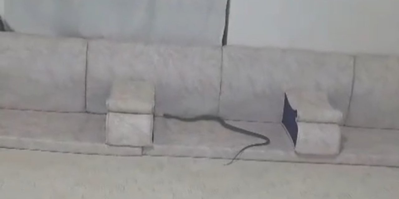 Derecik'te evde yılan paniği