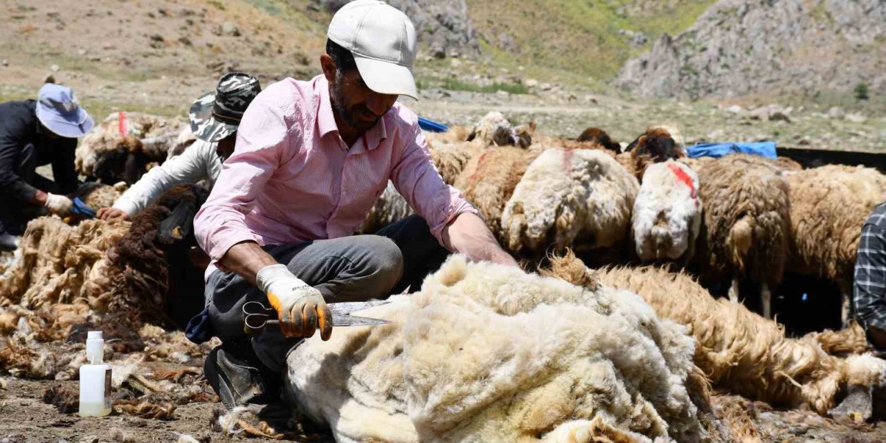 Şırnak’ta koyun kırkma mesaisi başladı