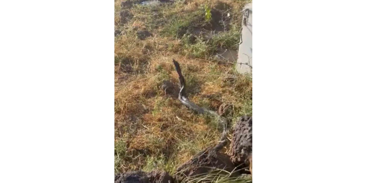 Diyarbakır'da sıcak hava devasa yılanları ortaya çıkardı