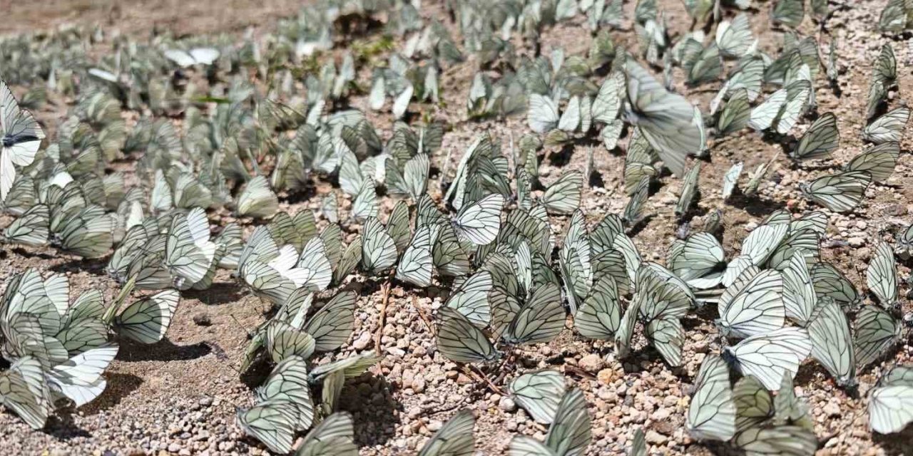 Nemrut Krater Gölü'nde alıç kelebeği yoğunluğu dikkat çekti