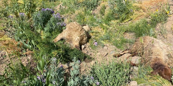 Yüksekova’da kurt saldırısı: Çok sayıda koyun telef oldu