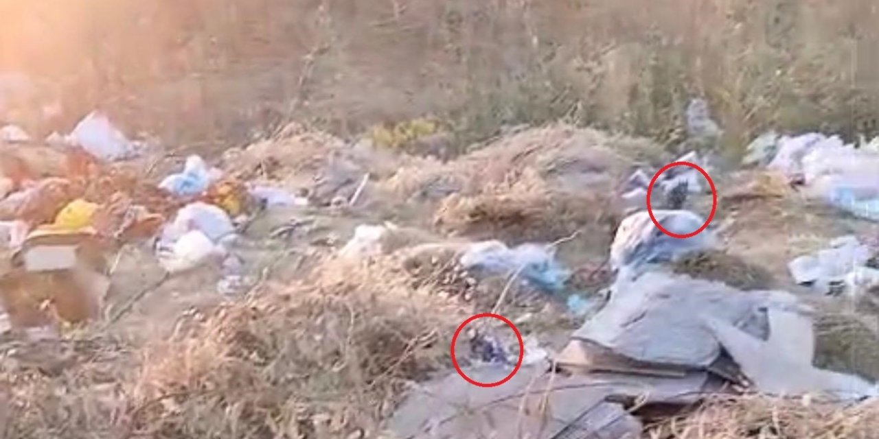 Boş arazideki çöpler fare yuvasına döndü