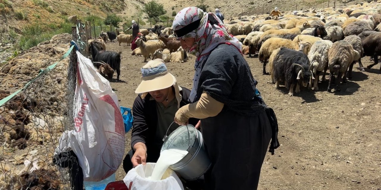 Yüksekova yaylalarında kavurucu güneş altında süt sağma mesaisi
