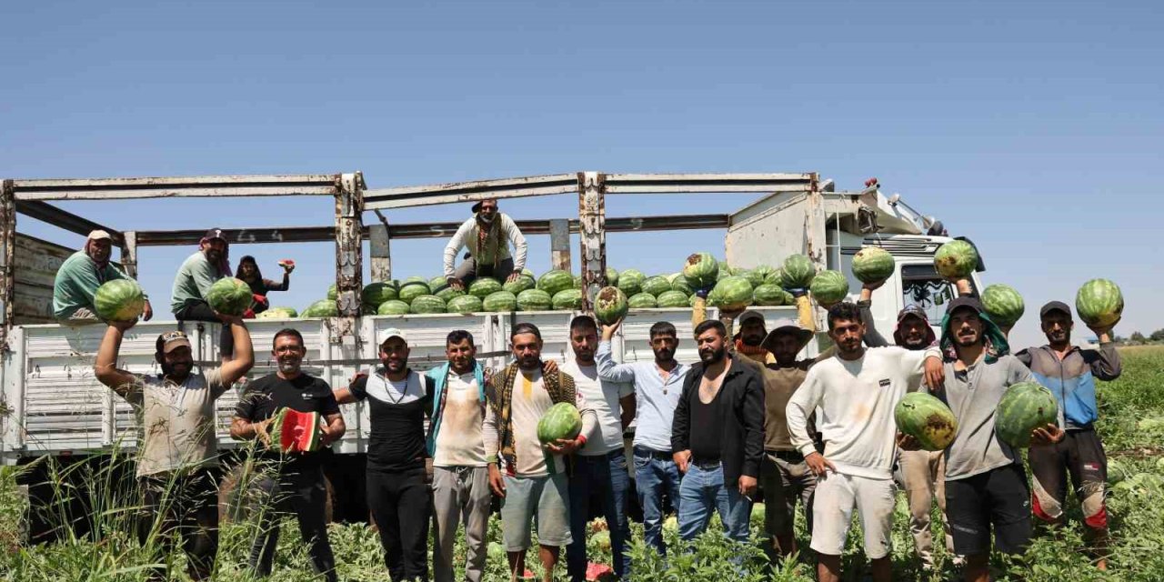 Tescilli Diyarbakır karpuzunda hasat mesaisi başladı