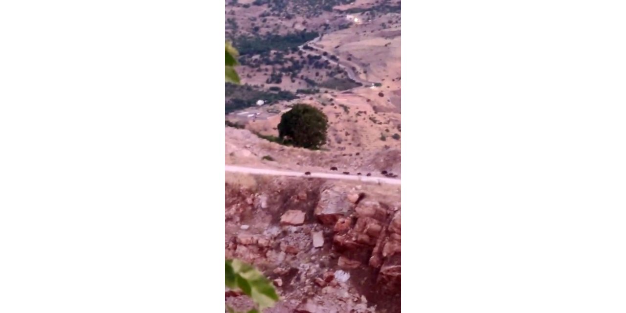 Diyarbakır’da domuz sürüsü