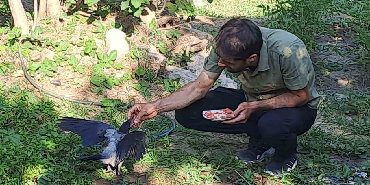 Fırtınada yuvası bozulan yavru kargalara şefkat eli