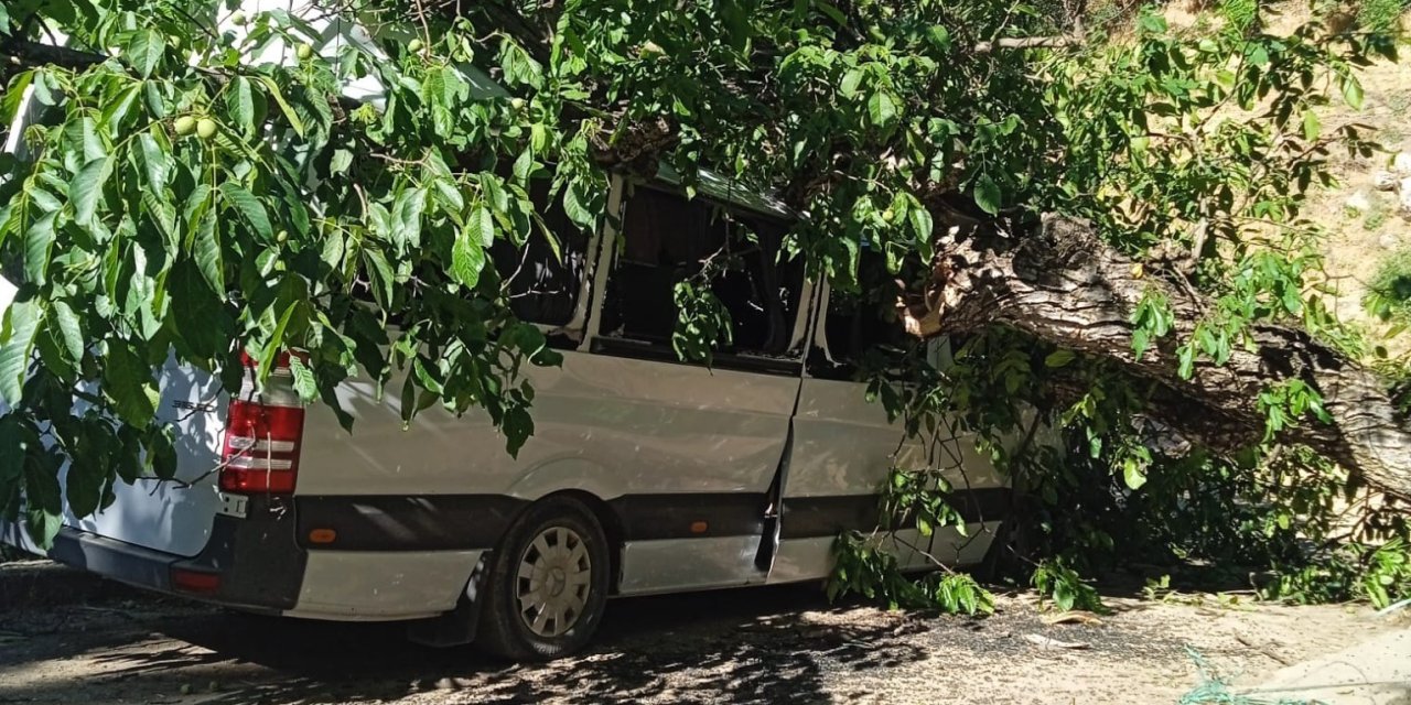 Çukurca'da park halindeki aracın üzerine ceviz ağacı devrildi