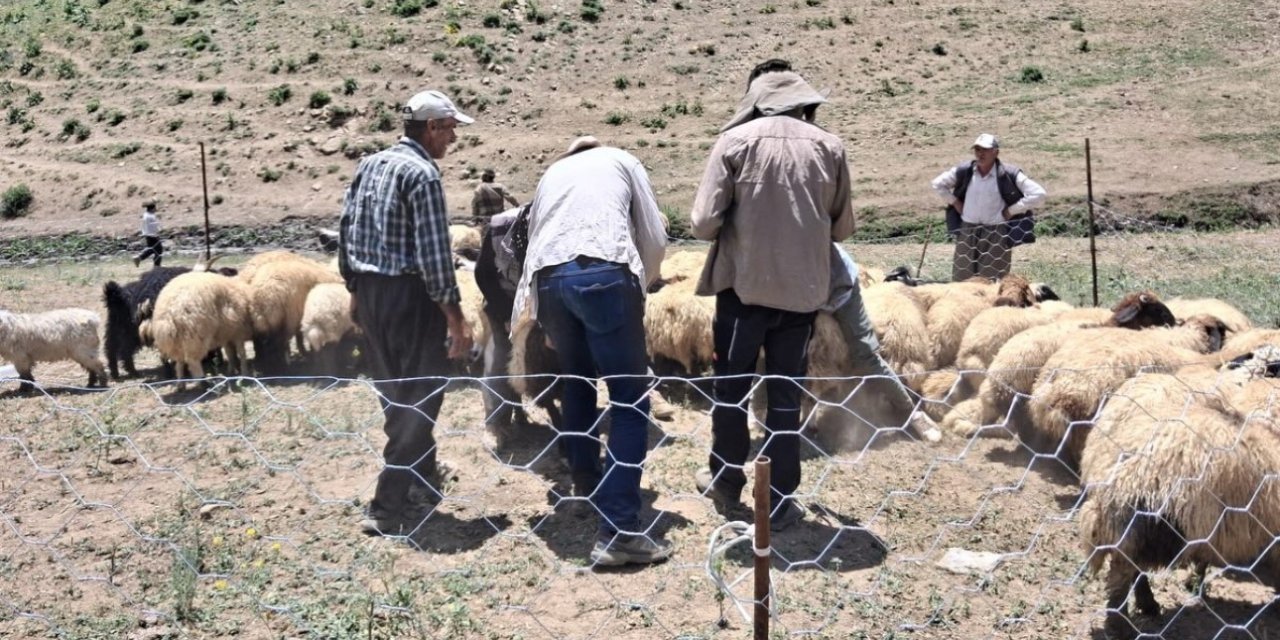 Yüksekova’da hayvanların aşılama ve kimliklendirme çalışmaları sürüyor