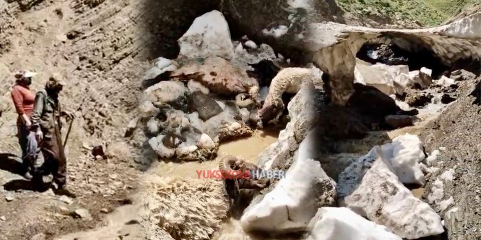 Yüksekova’da kar kütlesi çöktü: Yaklaşık 25 koyun telef oldu