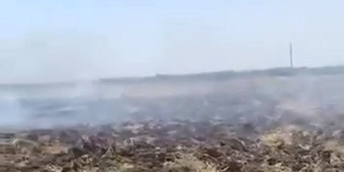 Nusaybin'deki anız yangını kontrol altına alındı