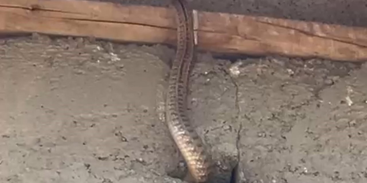 Yüksekova'da yılanlar evi esir aldı