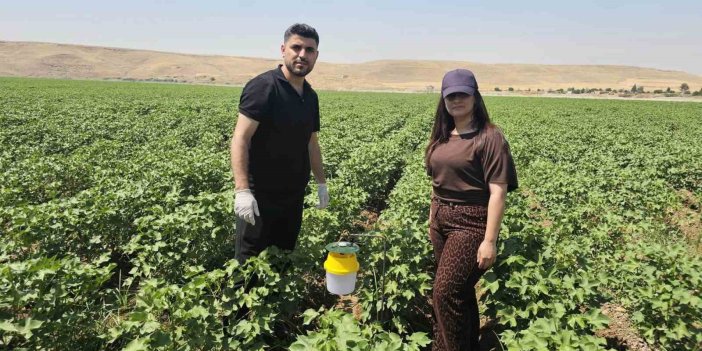 Şırnak'ta pamuk tarlalarına "Feromon Tuzaklı" koruma