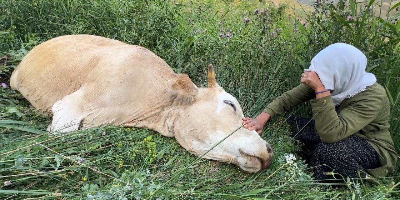 Yüksekova'da ailenin tek geçim kaynağı olan inek telef oldu
