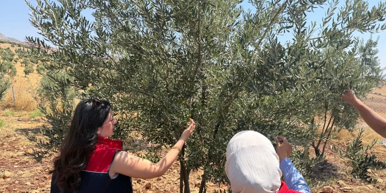 Şırnak’ta zeytin bahçelerinde hasar tespit çalışması