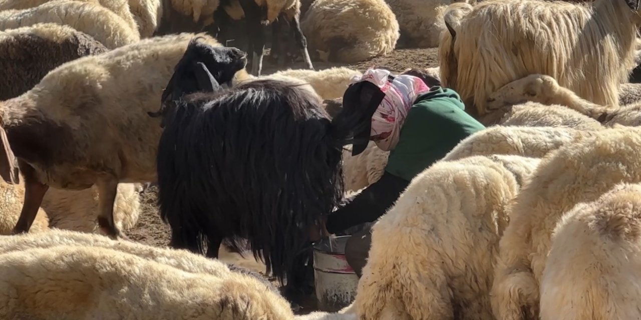 Yüksekova'da berivanlar bakanlıktan gölgelik istiyor