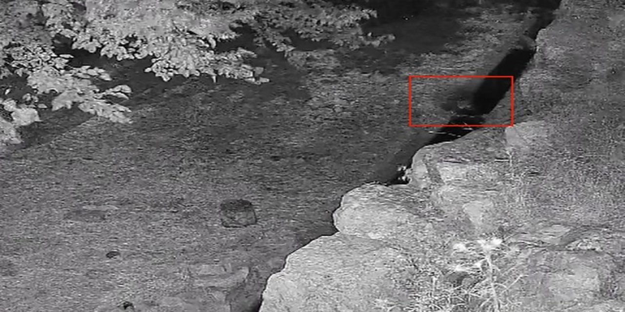 Su içerken görüntülenen yavru ayı güvenlik kamerasına yansıdı