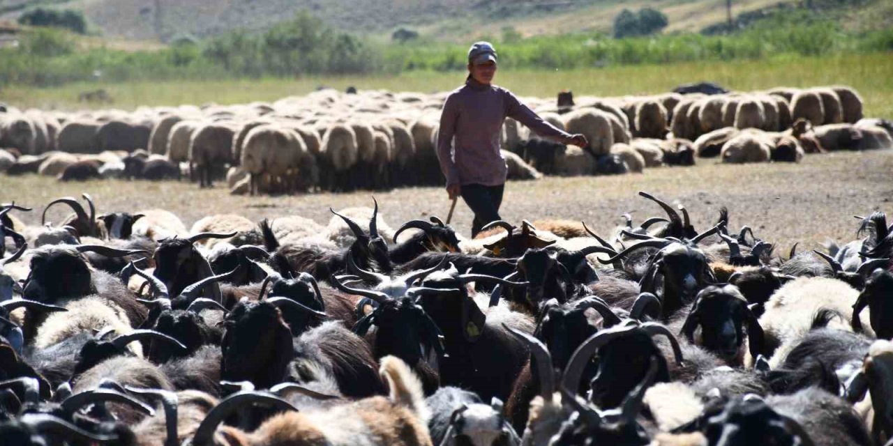 Şırnak yaylaları göçerlerle doldu