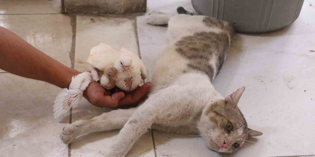 Milyonluk güvercinleri kedi koruyor