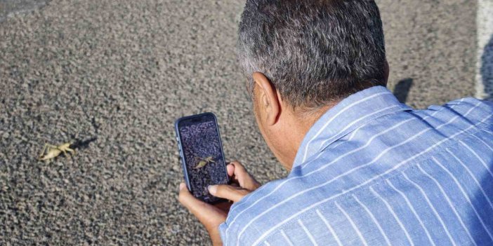 Ahlat’ta dev çekirgeler yoldan geçenlerin dikkatini çekti