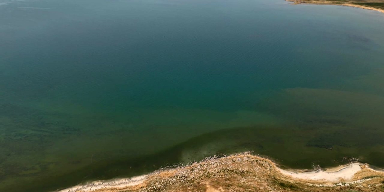Van Gölü sahili Adilcevaz'da yeşile döndü
