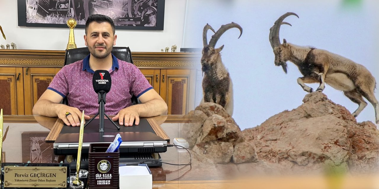 Geçirgen'den yaban keçisi avı ihalesine tepki: "Bizim nezdimizde bu bir vahşettir"