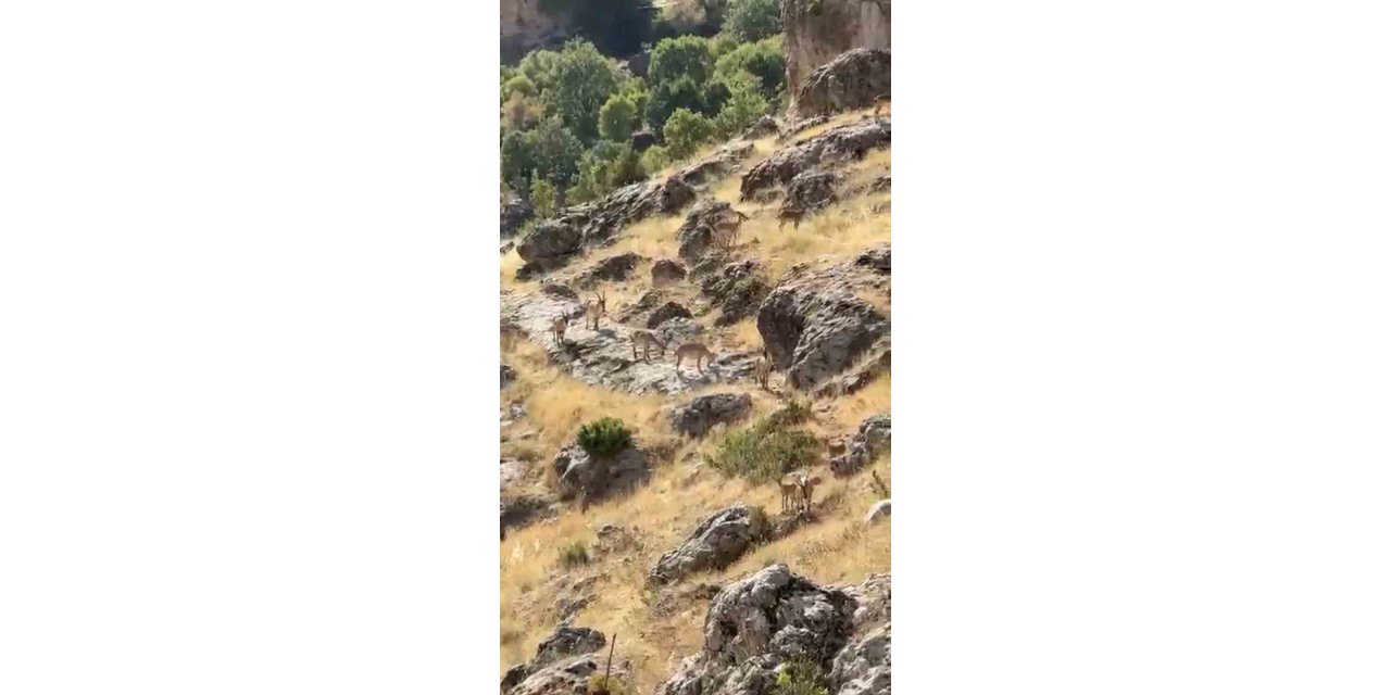 Gelincik Dağı’nda dağ keçileri sürüsü görüntülendi