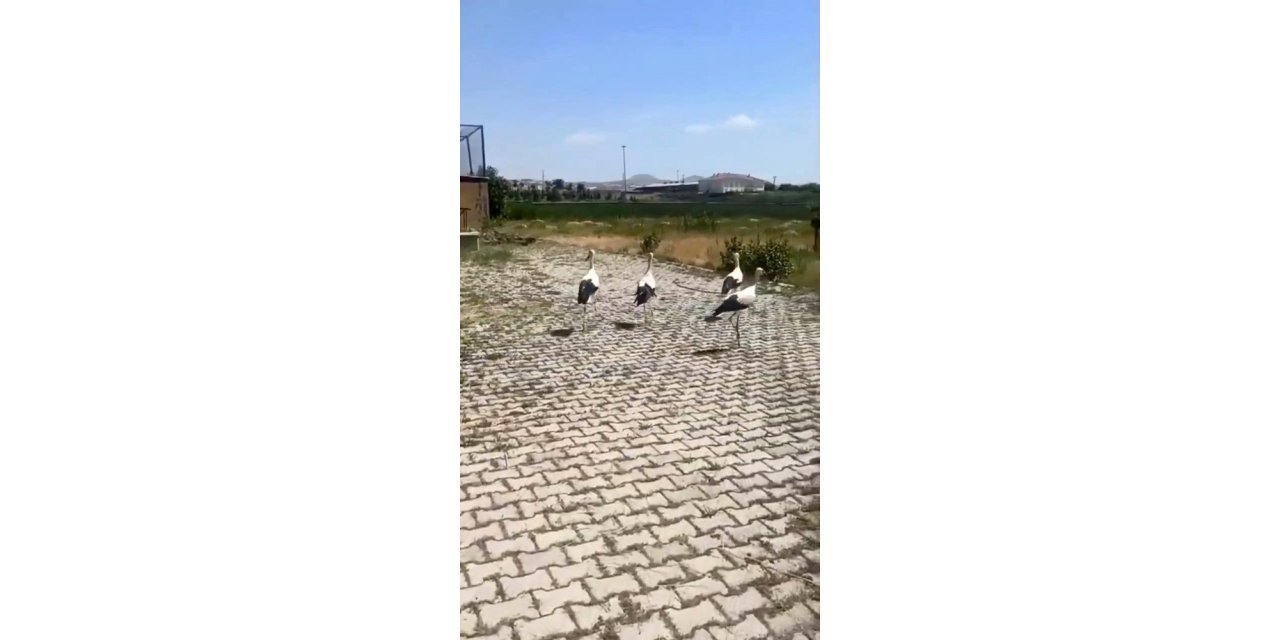 Yaralı leylekler tedavi sonrası doğaya bırakıldı
