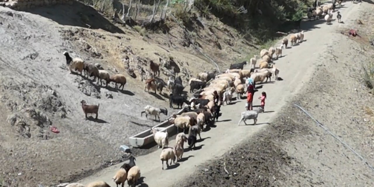 Yüksekova’da besicilerin su çilesi: Koyunlarını her gün 3 kilometre yürütüyorlar
