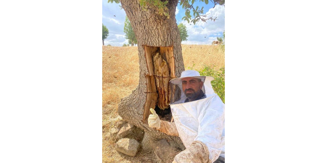 Lice'de arıların izini sürüp ağaçların içinden bal çıkardılar