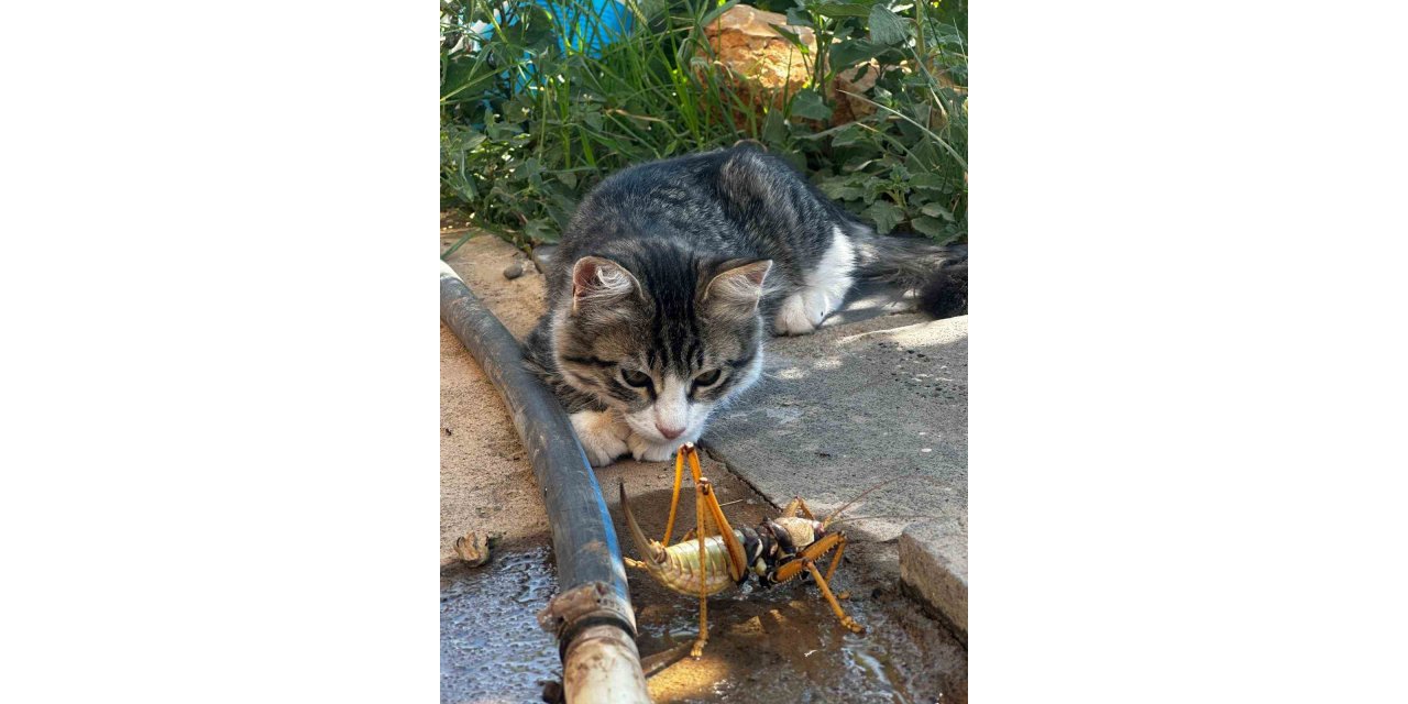 Kedi, dev etçil çekirgeyle oynadı