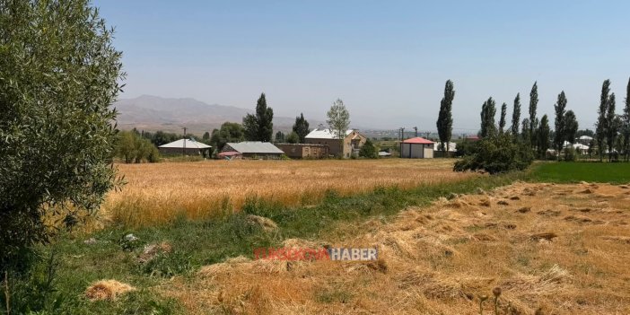 Yüksekova’da buğday hasadı etkinliği düzenlenecek