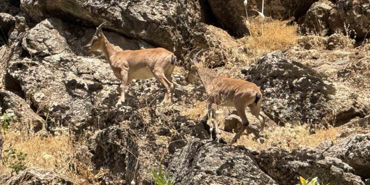 Şırnak’ta dağ keçileri görüntülendi